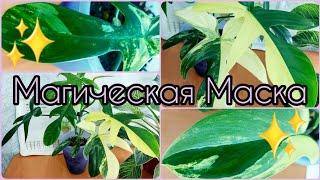 #Филодендрон MAGIC MASK/Мэджик Маск уходит в зелень? #ответы на #комментарии  #растения #цветы