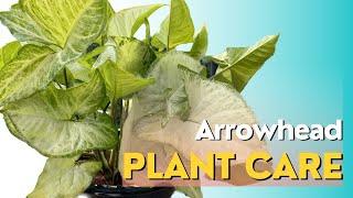 Common Mistakes in Arrowhead Plant Care You Need to Avoid
