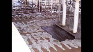 Hog Confinement Foam Solution | Pit Solutions LLC