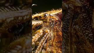 EXTREME Insect Macro Close-up #19 - (macro photography | Sony a7iii / Laowa 60mm f2.8) #shorts