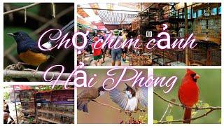 Chợ chim cảnh lớn nhất hải phòng / Chợ phiên của người Hải Phòng