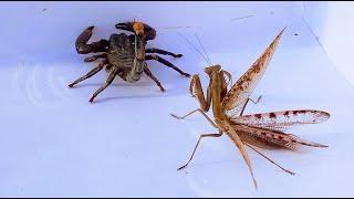 A Kung Fu showdown: MANTIS vs Black SCORPION