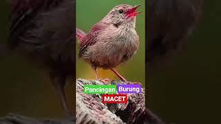 Pancingan burung macet bunyi langsung Nyaut #gacor #burungmacet #masteranburung #kicaumaniasumatra