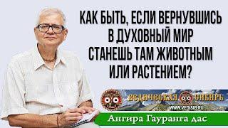 Как быть, если вернувшись в духовный мир станешь там животным или растением?