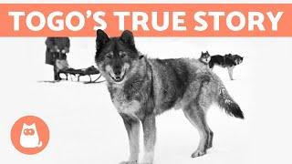 The REAL STORY of BALTO and TOGO ️ Discover the Truth!