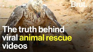 Watch this before you share animal rescue videos on social media