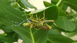 Painted Grasshopper | NATURE | Biodiversity  | Tushar Tripathi