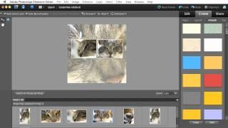 Creating and Sharing a Photo Collage with Photoshop Elements 10