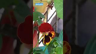 पैंसी और सिनेरिया फूल |Pansy & Cineraria flowers #balconygardening #flowers