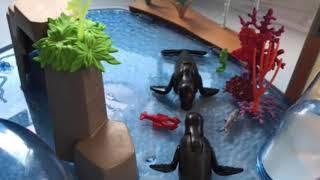 Marine Stop Motion Video