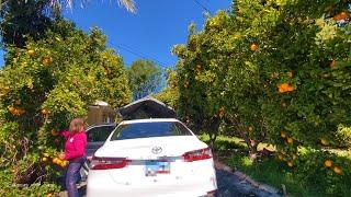 Fruit Picking| Oranges in California