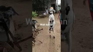 EXCERCISE BY GOAT #comedy #comedyvideos #funny #funnyshorts