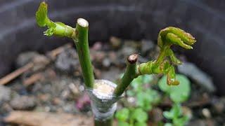 Grafting plants | Rose grafting - How to graft the rose on a tree | 月季（玫瑰）嫁接 - 如何簡單嫁接一棵月季樹