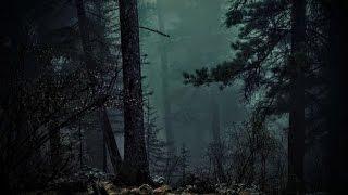 FOREST AT NIGHT - Crickets Owls Rain Wind in Trees - Relax Study Sleep De-Stress  100% RELAX
