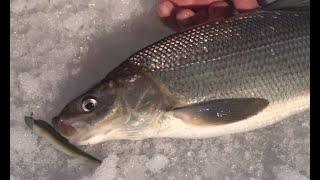 Csf 33  01 TipNJig & jigging for winter Whitefish