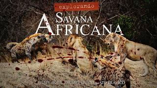 Explore o Safari na África em 4K: Experiência Imersiva na Savana | Documentário de Animais Selvagens