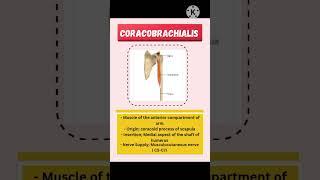 Coracobrachialis Muscle #viralvideo #shorts #trending #youtubeshorts #anatomy