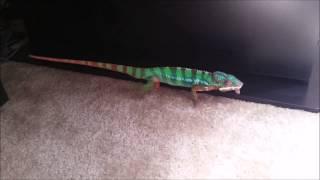 Panther Chameleon Running Around