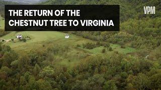 Chestnut Trees Are Returning to Forests