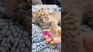 This man saved a bobcat kitten stuck in fence and then ...