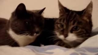 Два говорящих кота