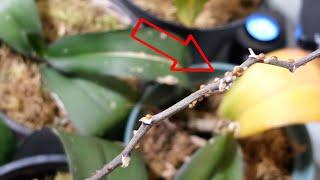 Orchids killer SCALE! How to save your orchids from pests!