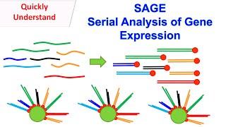 SAGE | Serial Analysis of Gene Expression