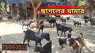 ছাগলের খামার | দেশি ছাগল | goatfarm | GOAT FARM NADIA | WhatsApp 9735245265 | Rj goat farm