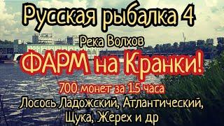 РР4. река Волхов. ФАРМ на Кранки! Где ловить Лосось Ладожский, Атлантический, Щука, Жерех, Судак.