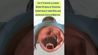 How Vagina Contract & Relax during Child Birth #shorts #shortsfeed #pregnancy #neet