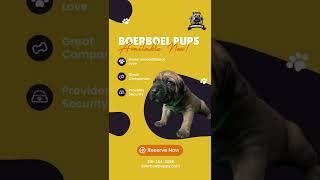 Premium Line Gorilla Boerboels Need A New Home #shorts