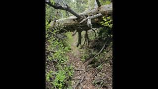 Walking out of hidden oak trail