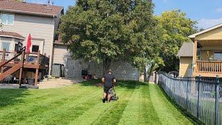 Windy afternoon mow. Should I level and overseed my yard???