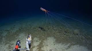 Magnapinna - Bigfin squid. A rare sighting in the Tonga Trench!