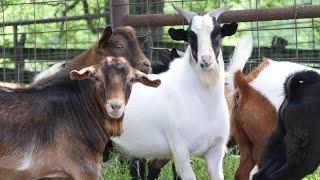 New Myotonic Billy Goats