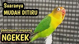 Suaranya mudah ditiru, bikin lb cepat narik ngekek panjang | pancingan suara lovebird