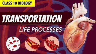 CLASS 10 LIFE PROCESSES FULL CHAPTER (Animation)| PART - 3  | NCERT Science ch 6| Transportation