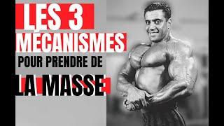 3 MÉCANISMES POUR PRENDRE DE LA MASSE MUSCULAIRE (Garantie)