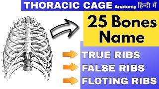 25 Thoracic Cage bones | True ribs, False ribs, Floating ribs, Sternum bone
