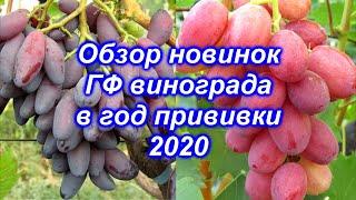 Обзор НОВИНОК ГФ винограда в год прививки 2020