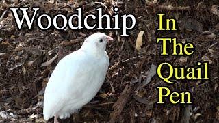 Woodchip in Quail Pen for Garden Mulch