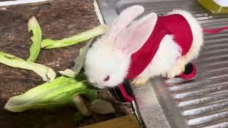 My rabbit wear his new dress