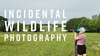 Incidental Wildlife Photography with the Nikon Z 70 200mm Lens