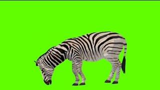 Zebra  eat green video no copyright