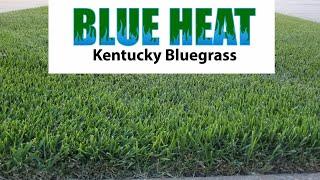 GCI Turf Blue Heat Kentucky Bluegrass Seed