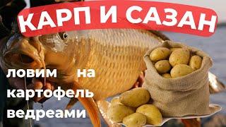 Почему картофель - идеальная приманка для сазана