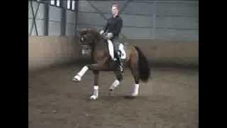 www.sporthorses-online.com SOLD dressage horses for sale up to Grand Prix