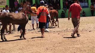 Final Kelas EE 600 Meter - Pacuan Kuda Piala Gubernur NTT