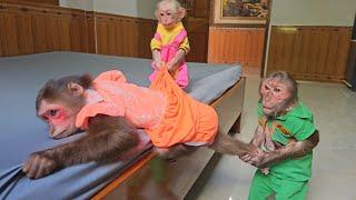 A morning full of interesting surprises of the SU & KUKU MIMI monkey family