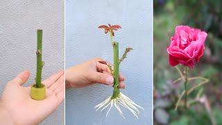 How to grow roses from cuttings in banana peel with building sand for beginners